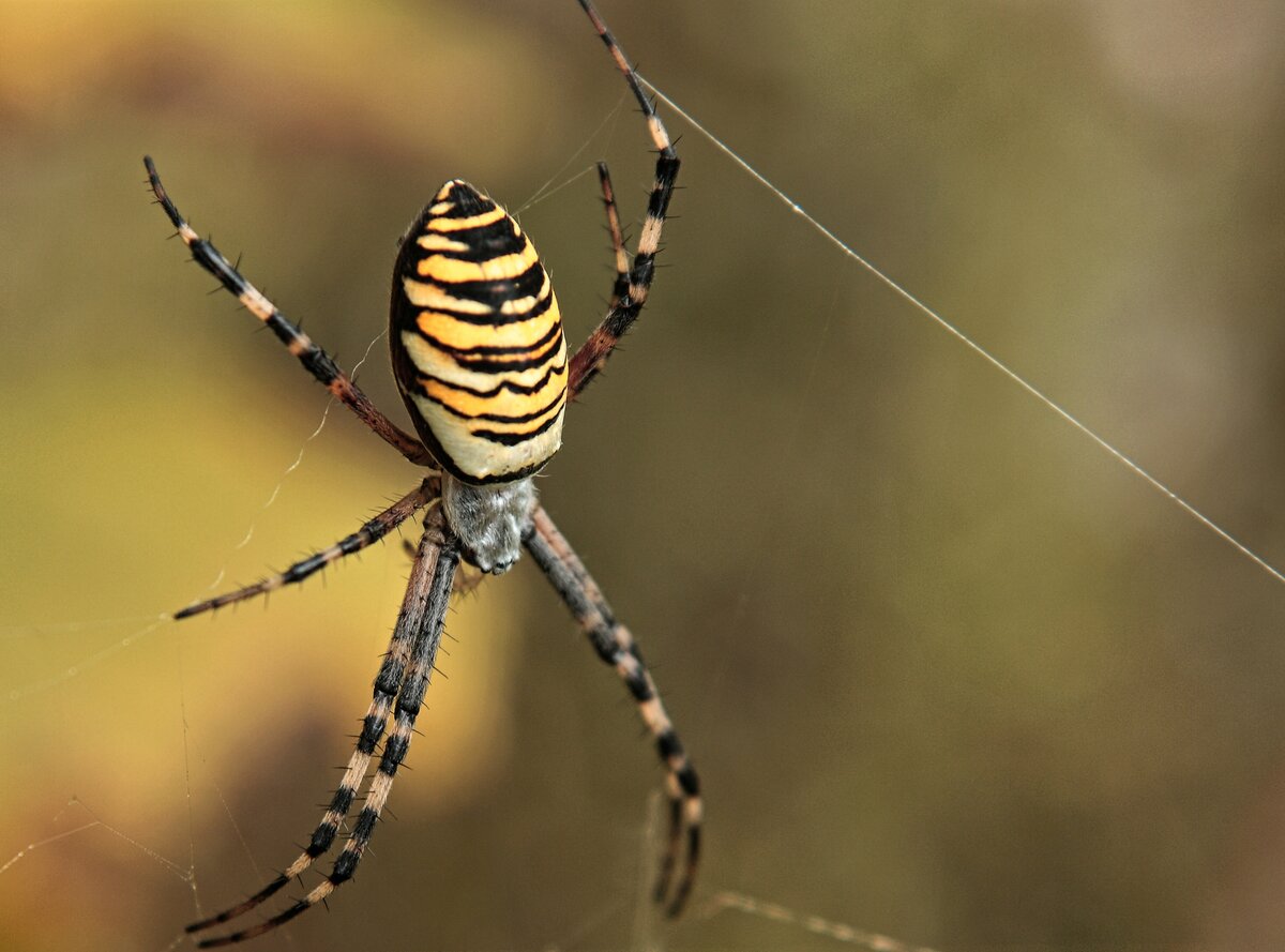 Angiope Argiope Frelon Propriétés – Picardie Nature – UNLECJ