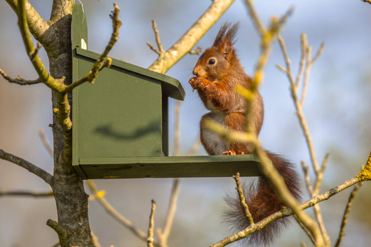 écureuil grimpe dans arbre pour atteindre son nid