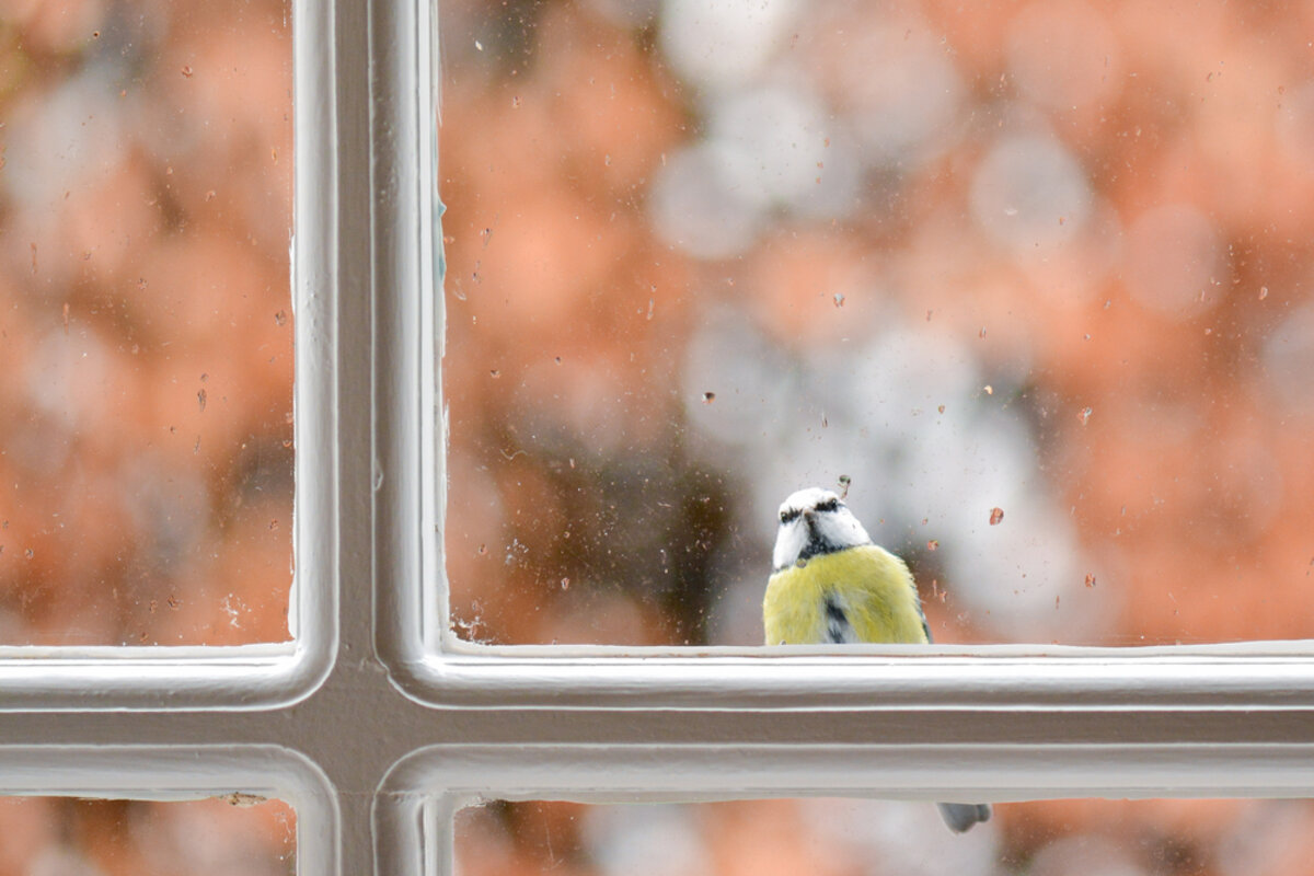 Почему птица стучит в окно. Птицы за окном. Синичка за окном. Птицы на окна. Синичка на окне зимой.