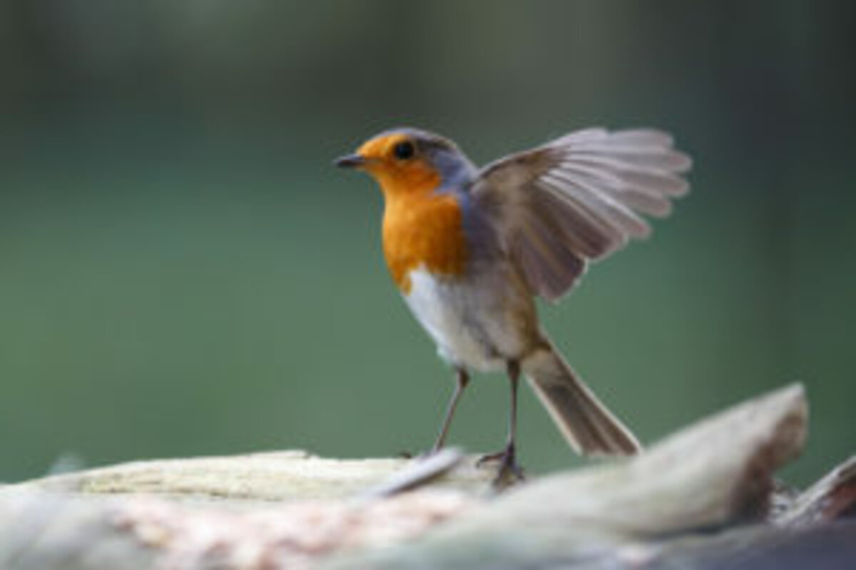 Le Rouge Gorge Est Il Un Oiseau Migrateur Notre Nature