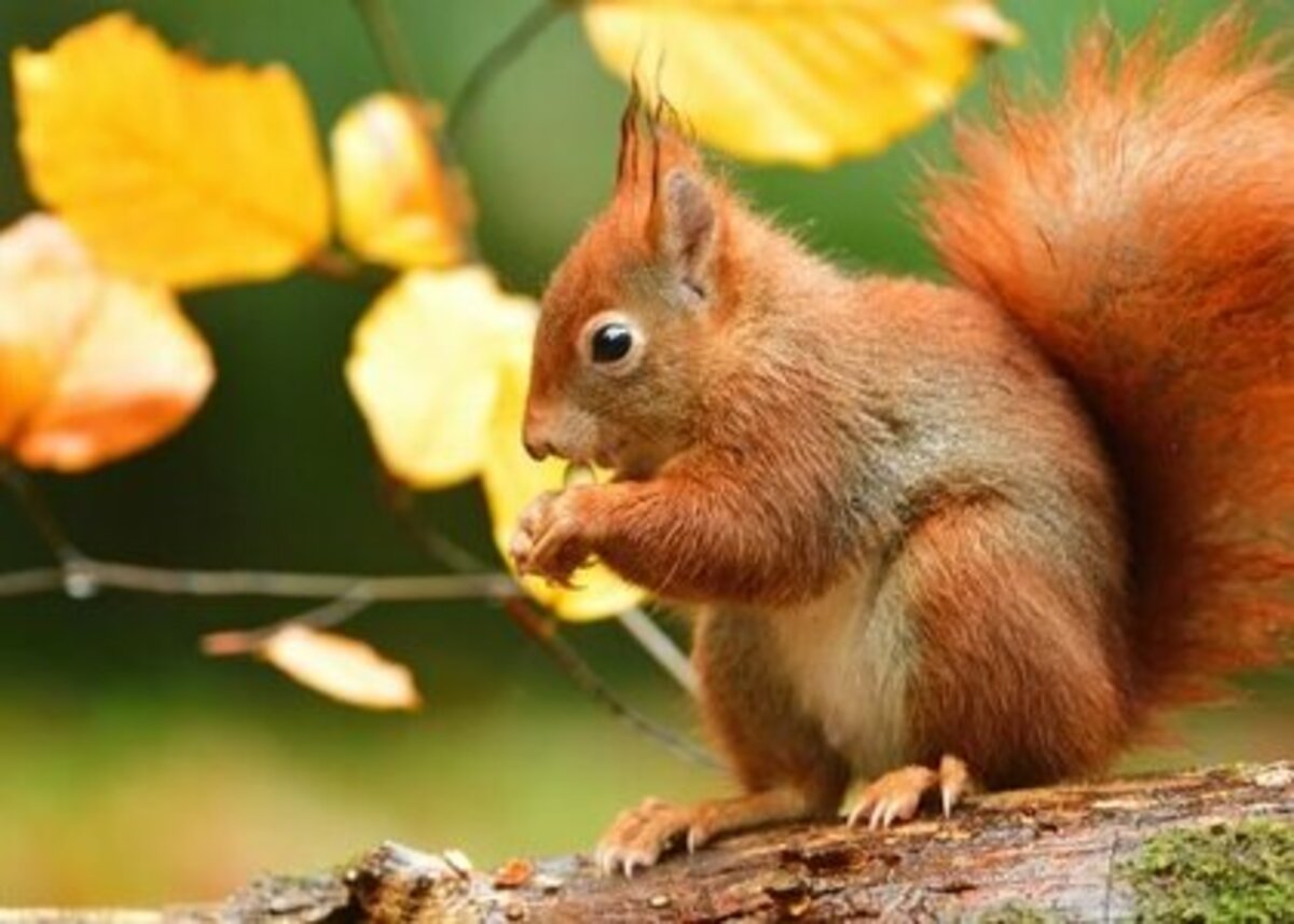 Écureuil roux - Notre Nature