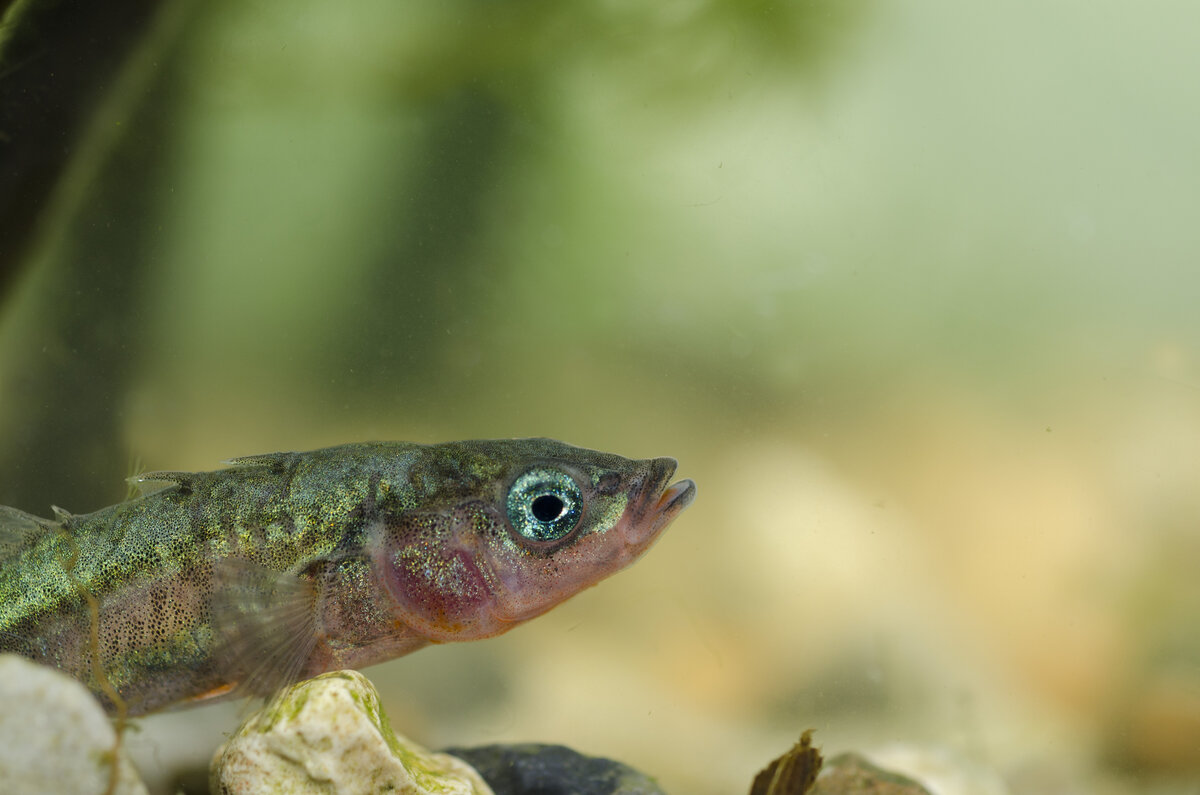 Poisson Épine Épinoche à trois épines