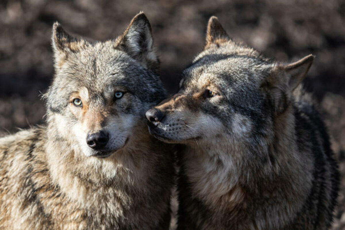 Loup Loup