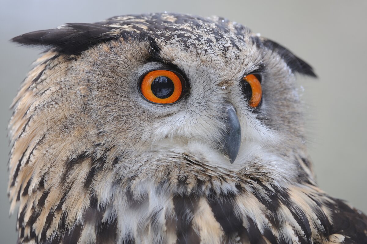 Hibou grandduc Notre Nature