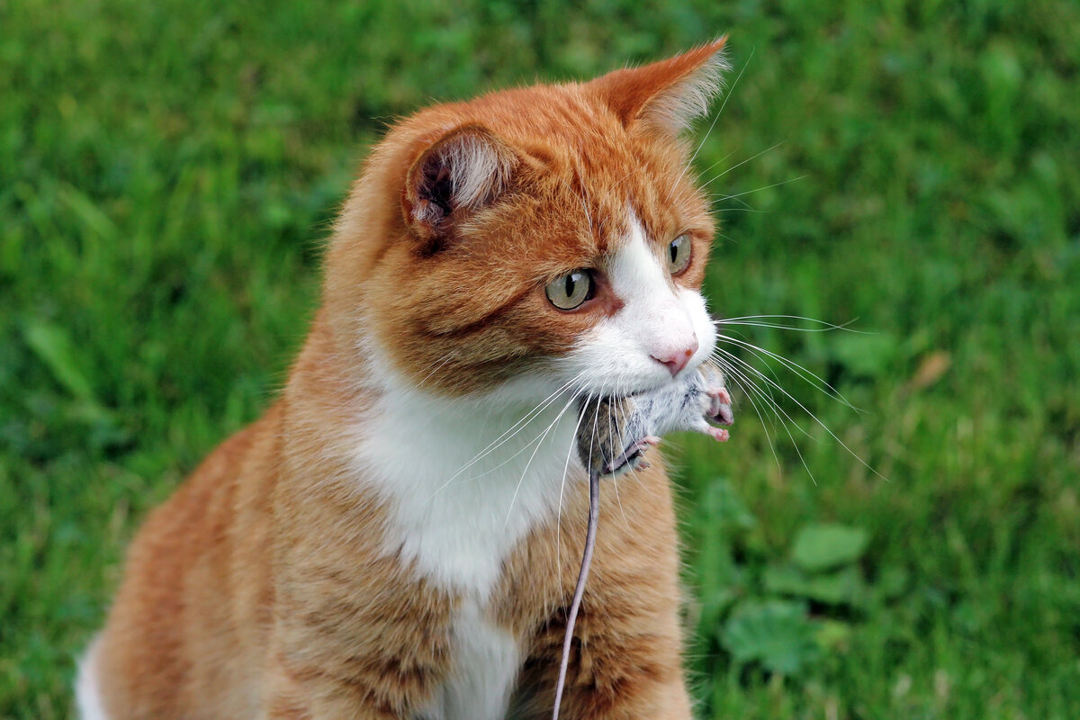 Votre Chat Chassera Moins Grace A Ces Astuces Notre Nature