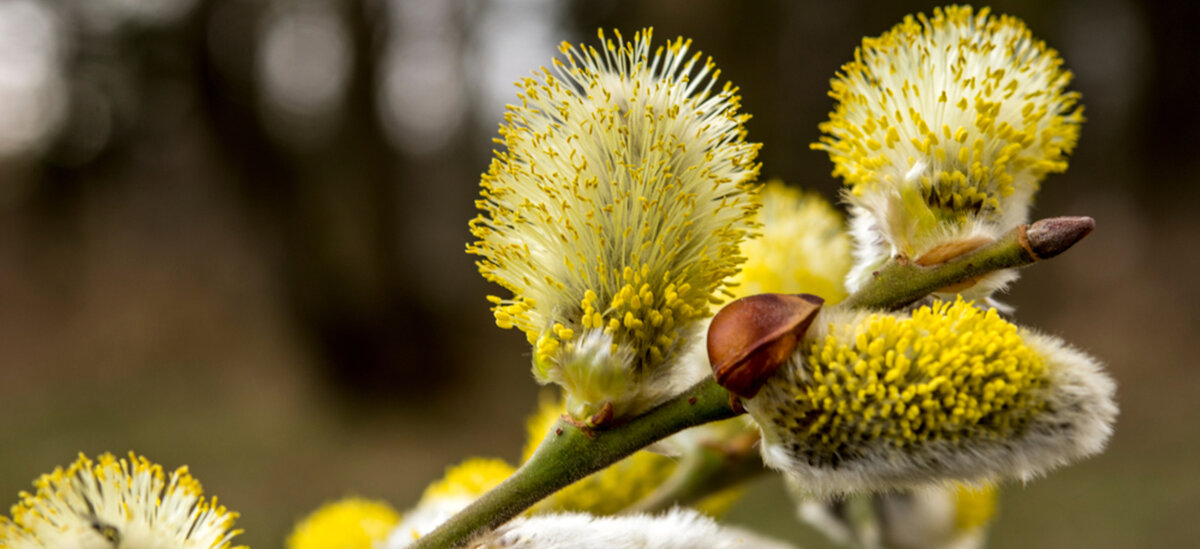 Un Seul Chaton De Saule Est Fait De Centaines De Fleurs Notre Nature