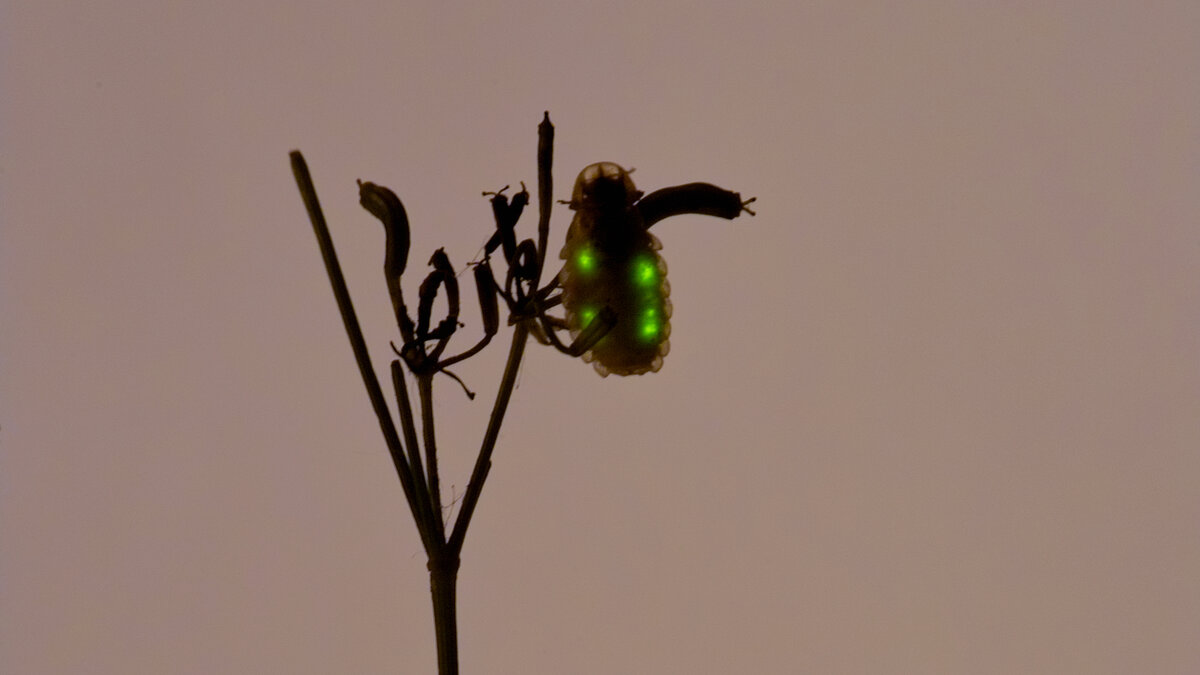 Où et quand observer des lucioles Notre Nature
