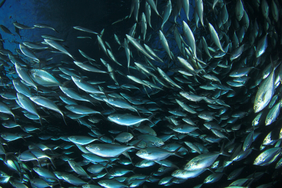 Pourquoi les poissons nagentils en bancs ? Notre Nature