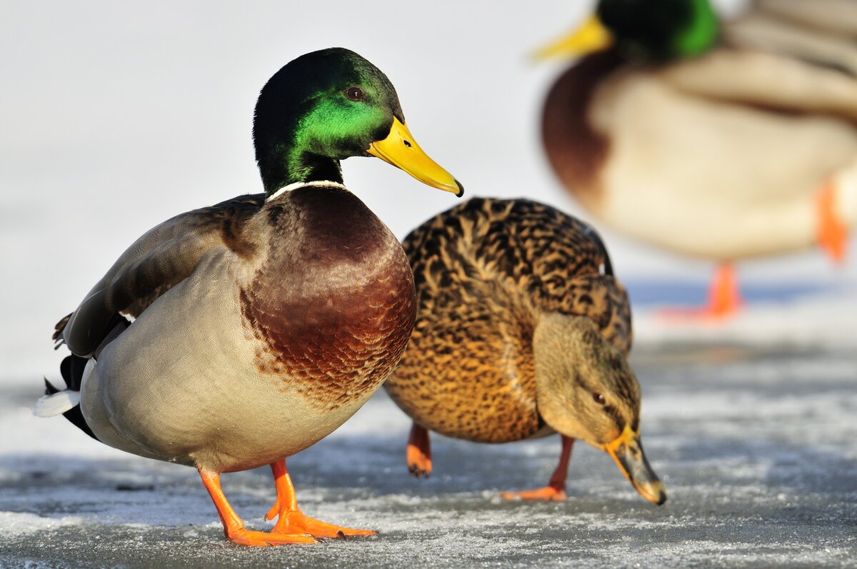 Canard colvert - Notre Nature