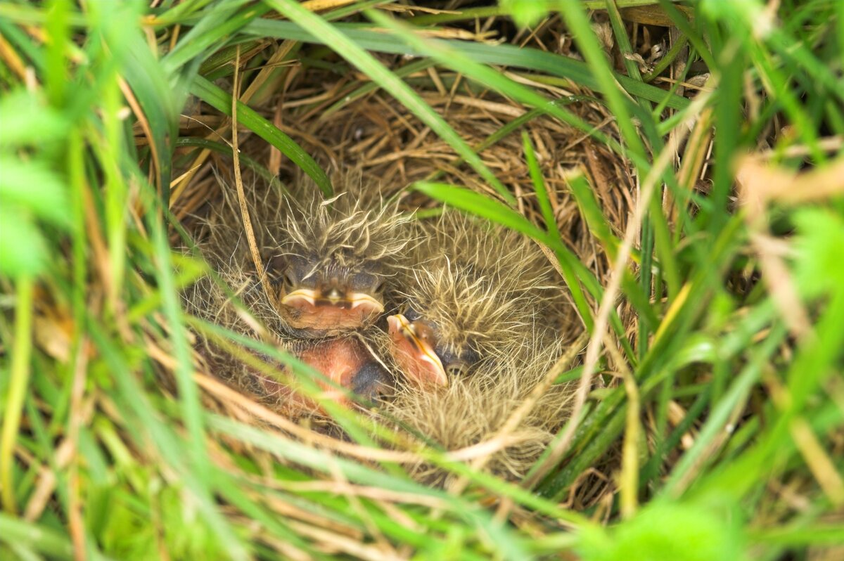 Prenez soin de la nature pendant la saison de nidification - Notre