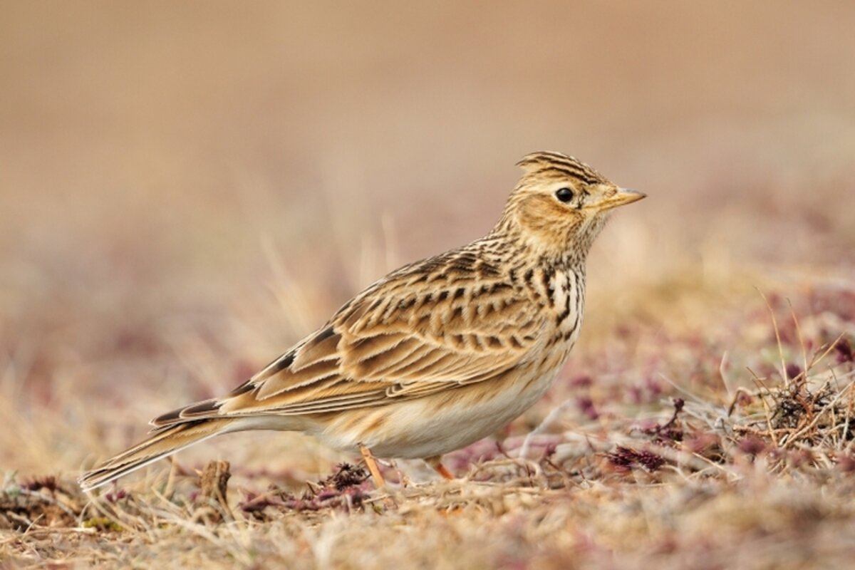Alouette des champs Notre Nature