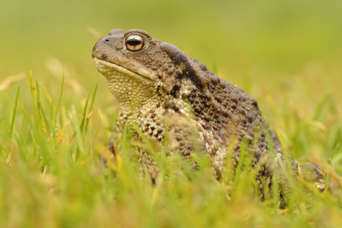 Crapaud commun Notre Nature