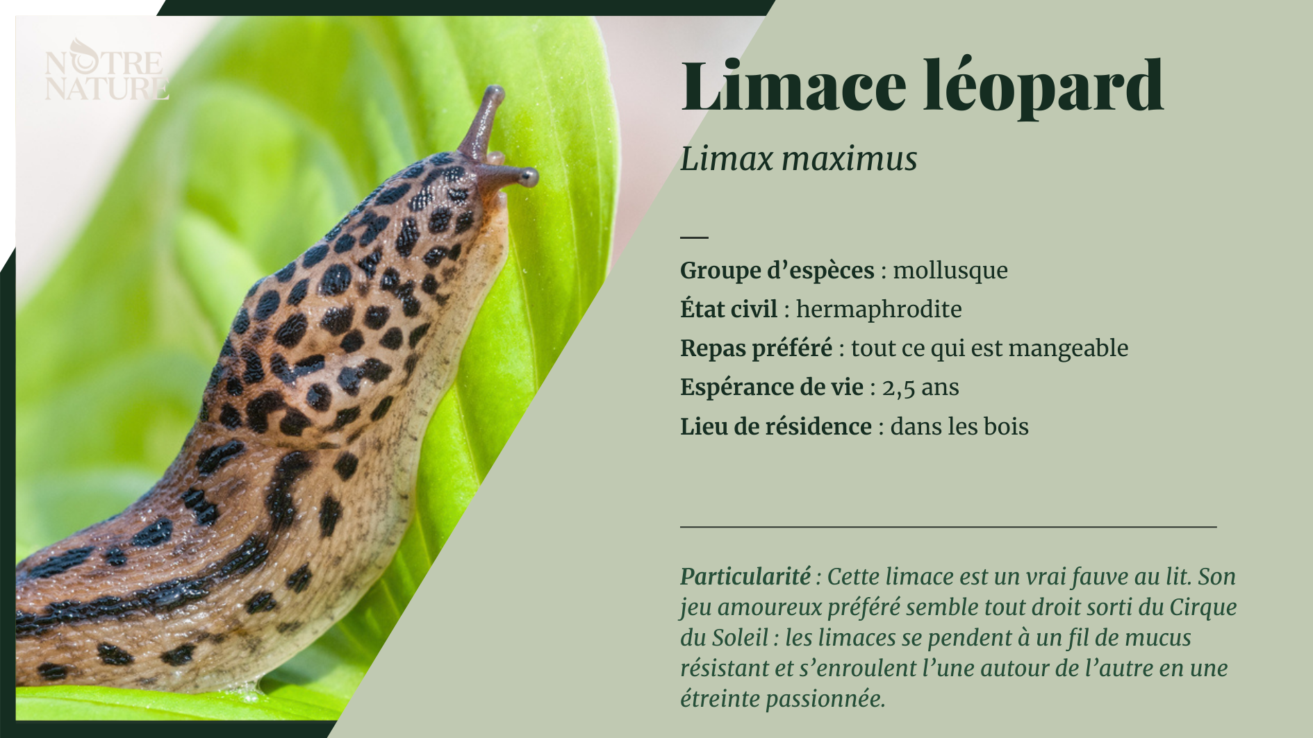 Limace léopard Notre Nature