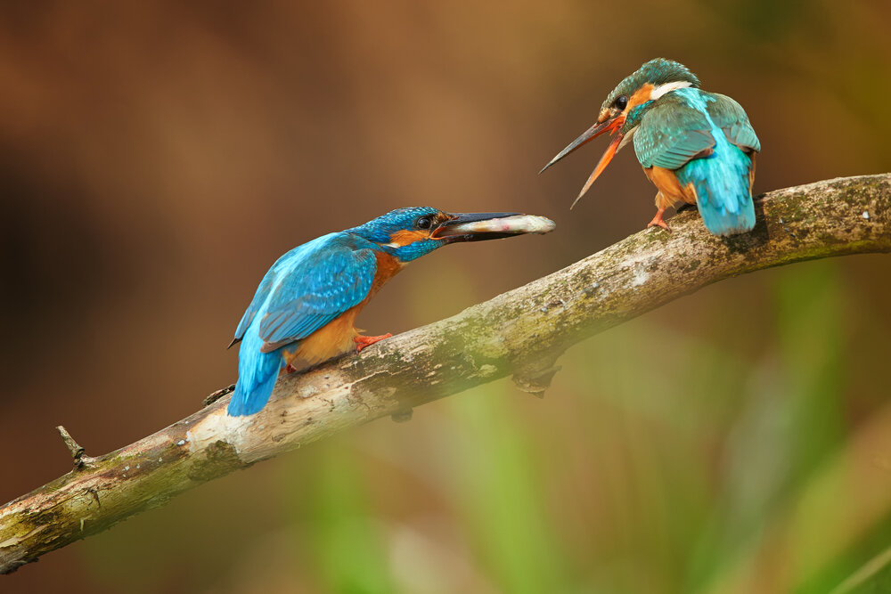 ijsvogel