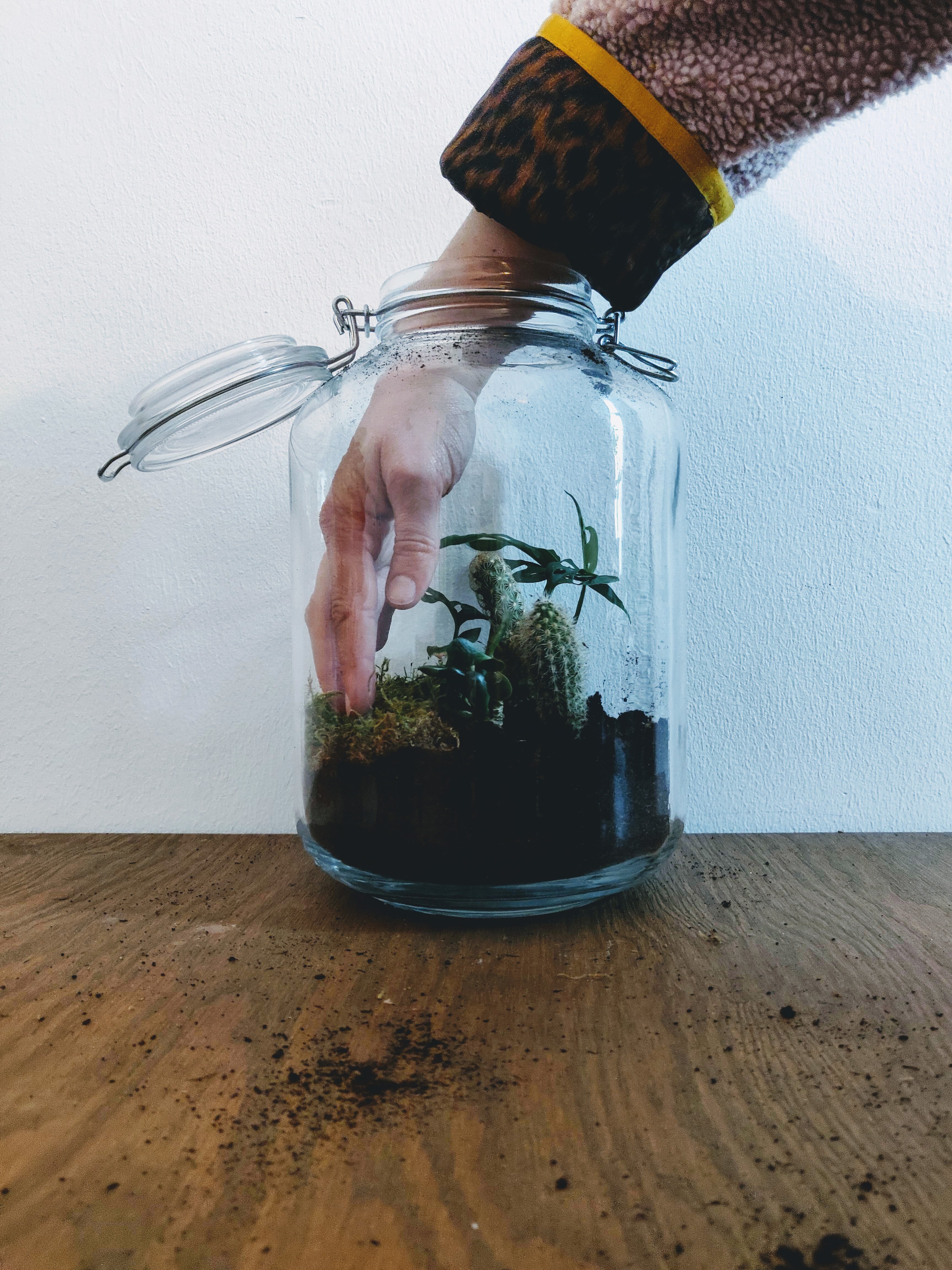 Remplir le terrarium végétal