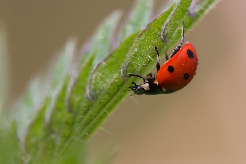 Rood lieveheersbeestje