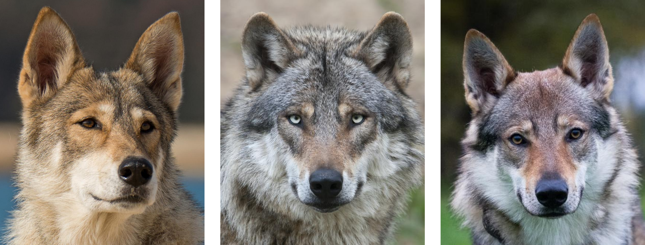 Comparez les oreilles du loup (au milieu) à celles des chiens (à gauche et à droite)