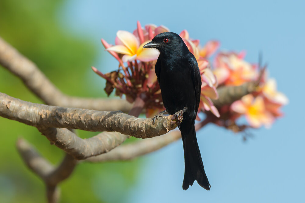 drongo-brillant-le-saviez-vous.jpg