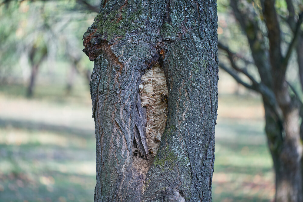 Nest van Europese hoornaar in holle boom