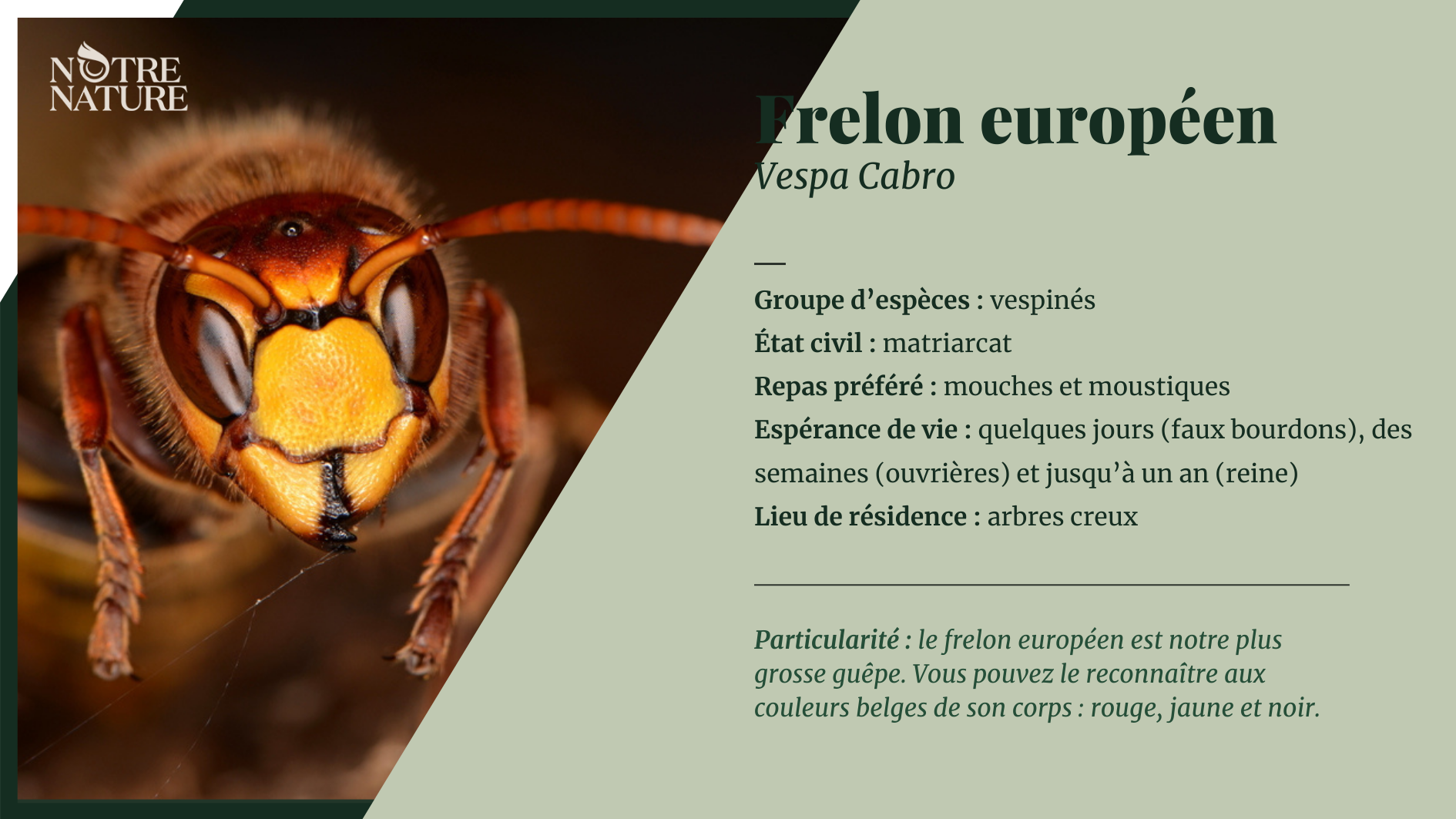 Frelon Europ en Notre Nature