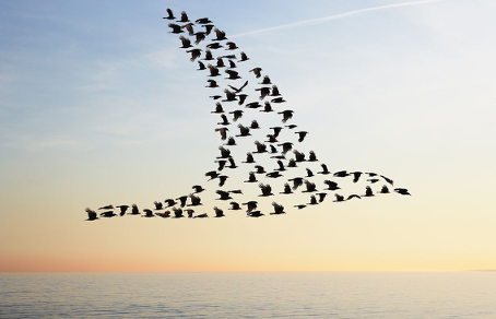 Pour leur sécurité, les oiseaux migrateurs voyagent par beau temps. Photo : France Inter.
