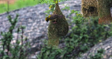 Un tisserin baya construisant son nid. Plus il est loin du niveau de l’eau, plus la mousson sera bonne.