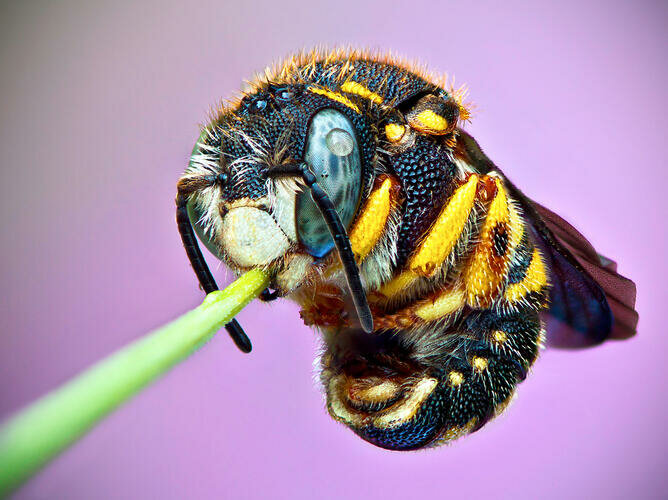 Une abeille endormie, les antennes pendantes