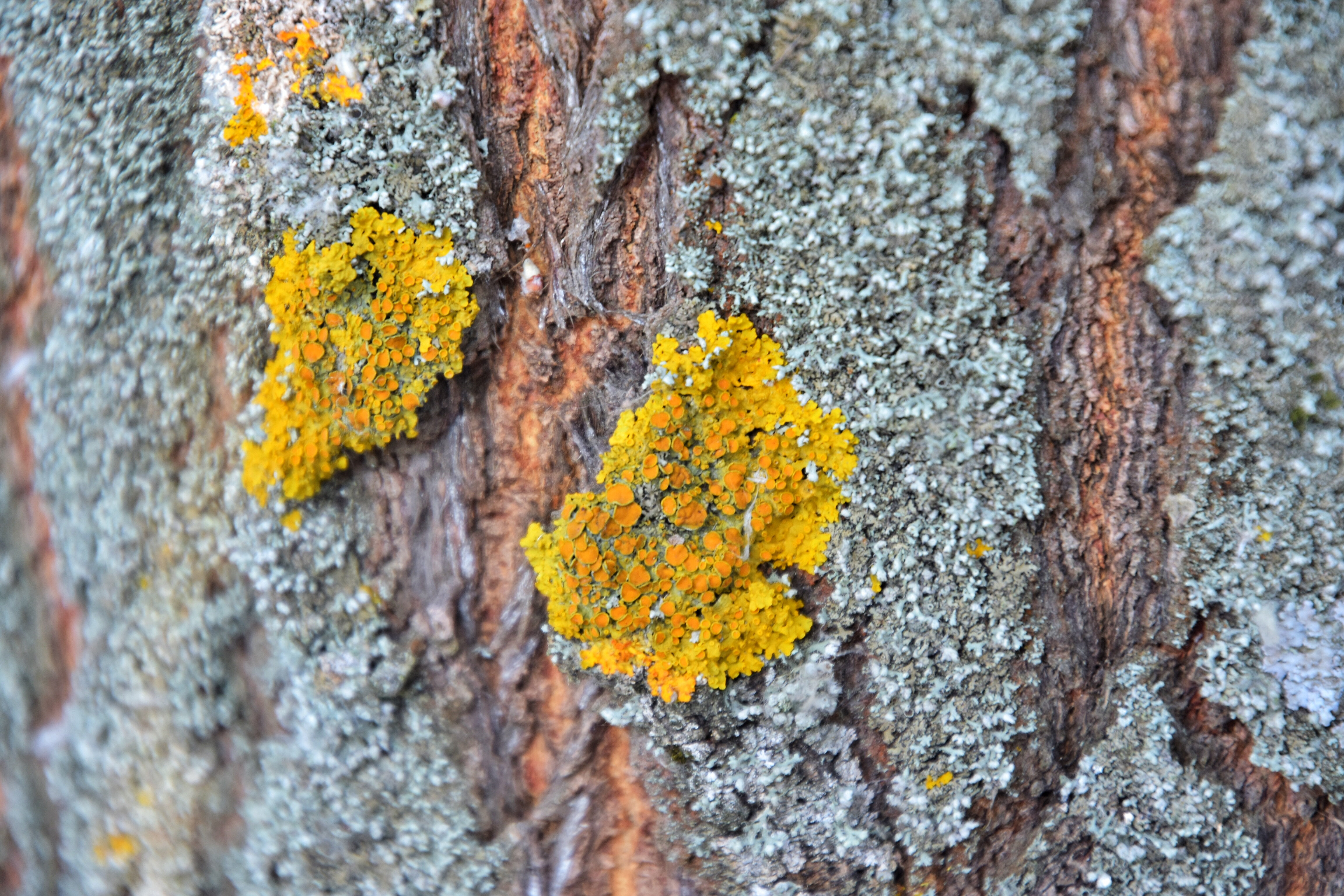 Lichens sur de l'écorce
