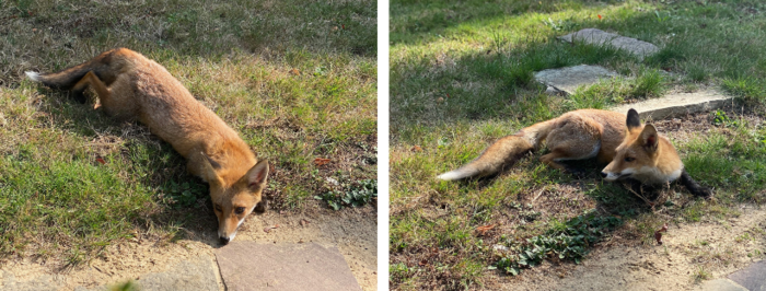 Renard urbain dans un jardin à Uccle