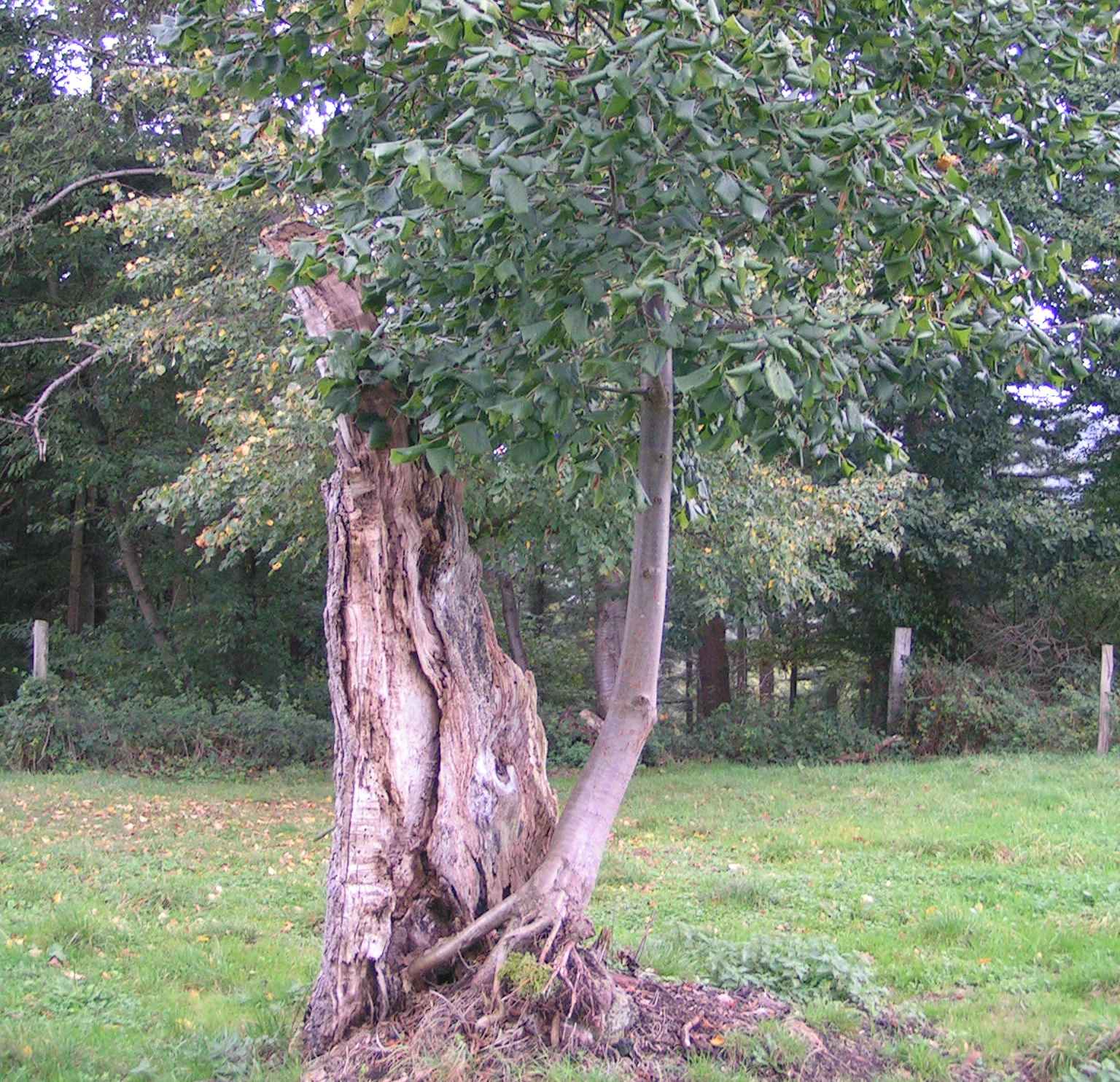 Le tilleul du pendu, brisé lors d'un orage en 2013