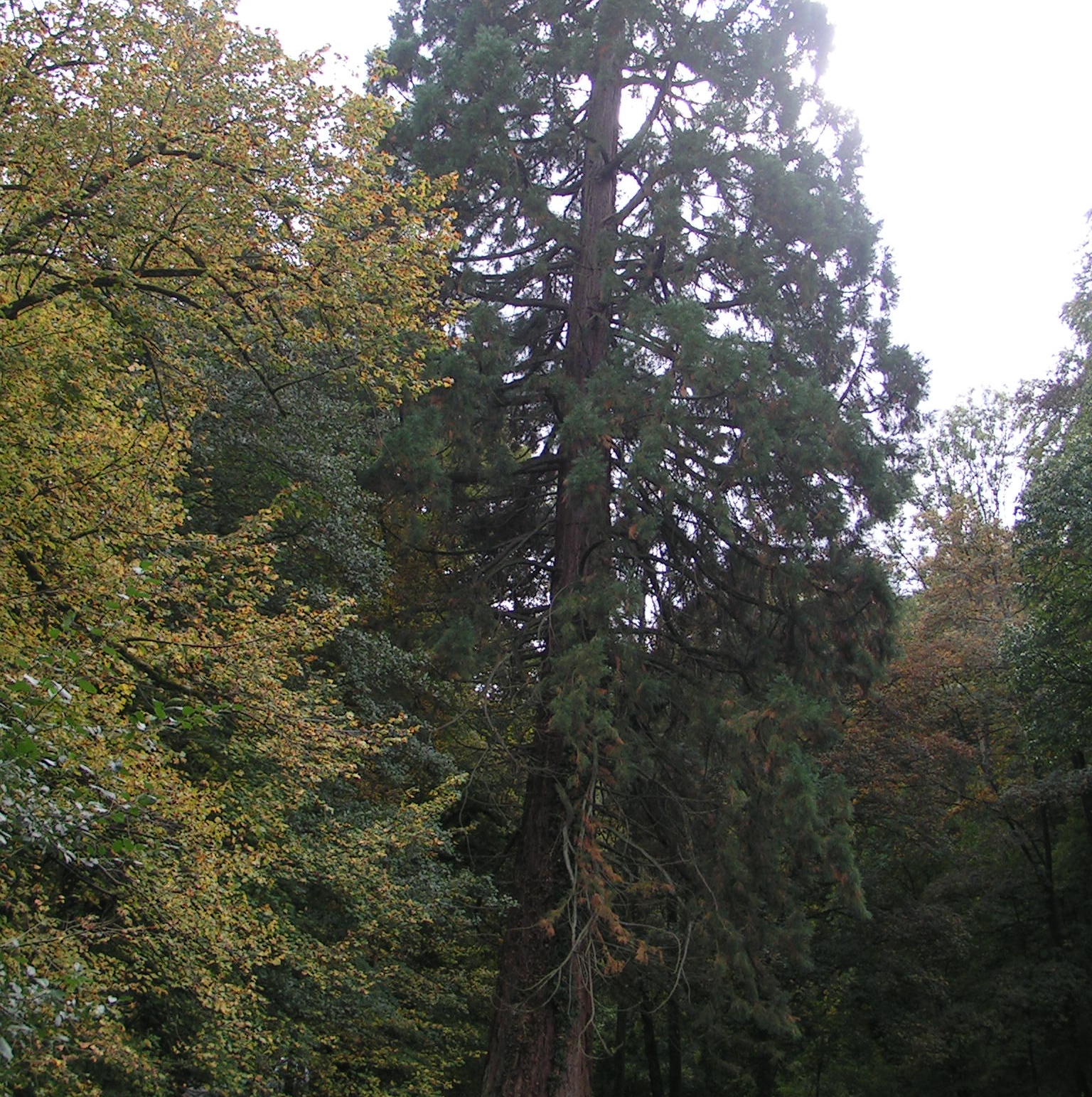 Sequoia géant