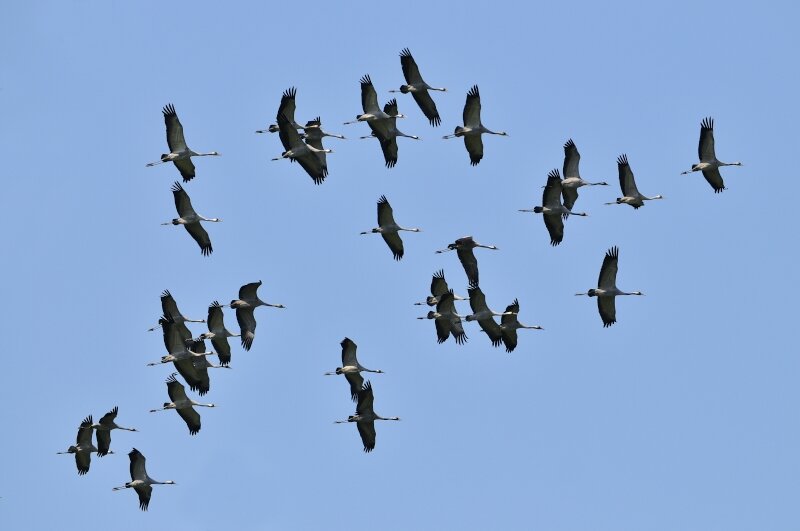 vilda-kraanvogels-in-vlucht.jpg