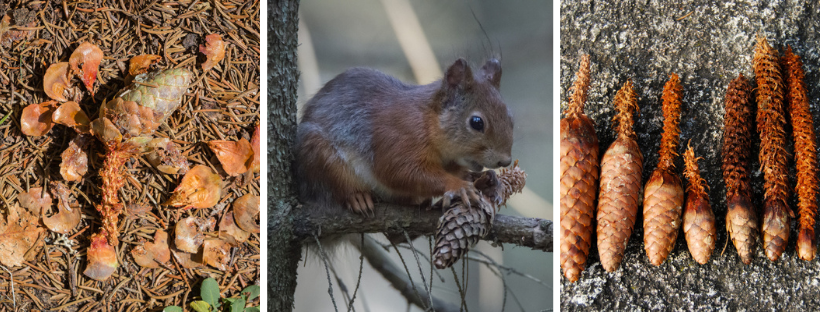 Pommes de pin rongées et écureuil dévorant une pomme de pin