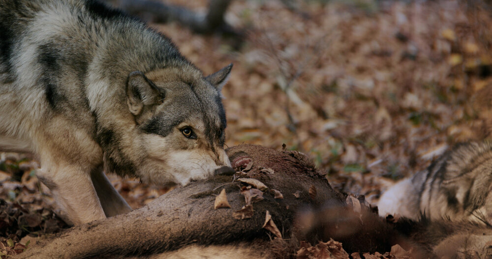 Un loup dévore une carcasse de cerf