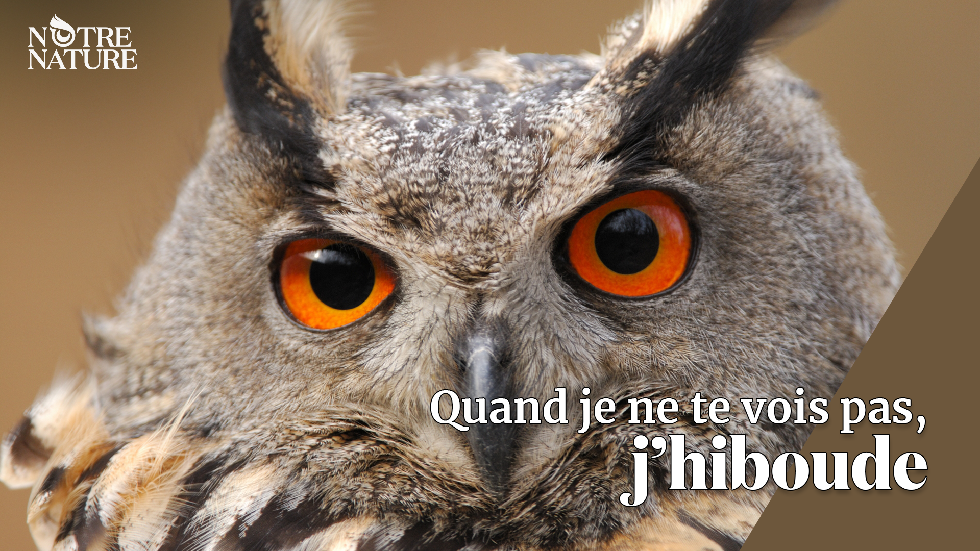 notre-nature-hibou.png