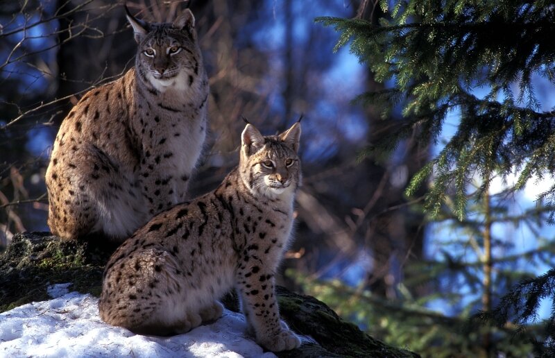 Couple de lynx