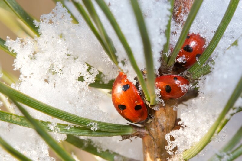 Coccinelles en diapause sous la neige