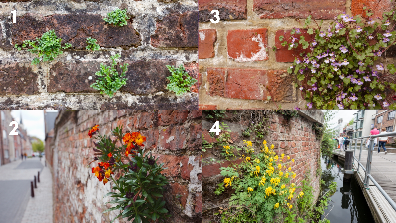 Les 4 plantes citées. En haut à gauche : rue des murailles, en-dessous la giroflée ravenelle. en haut à droite la linaire cymbalaire et en-dessous la corydale jaune