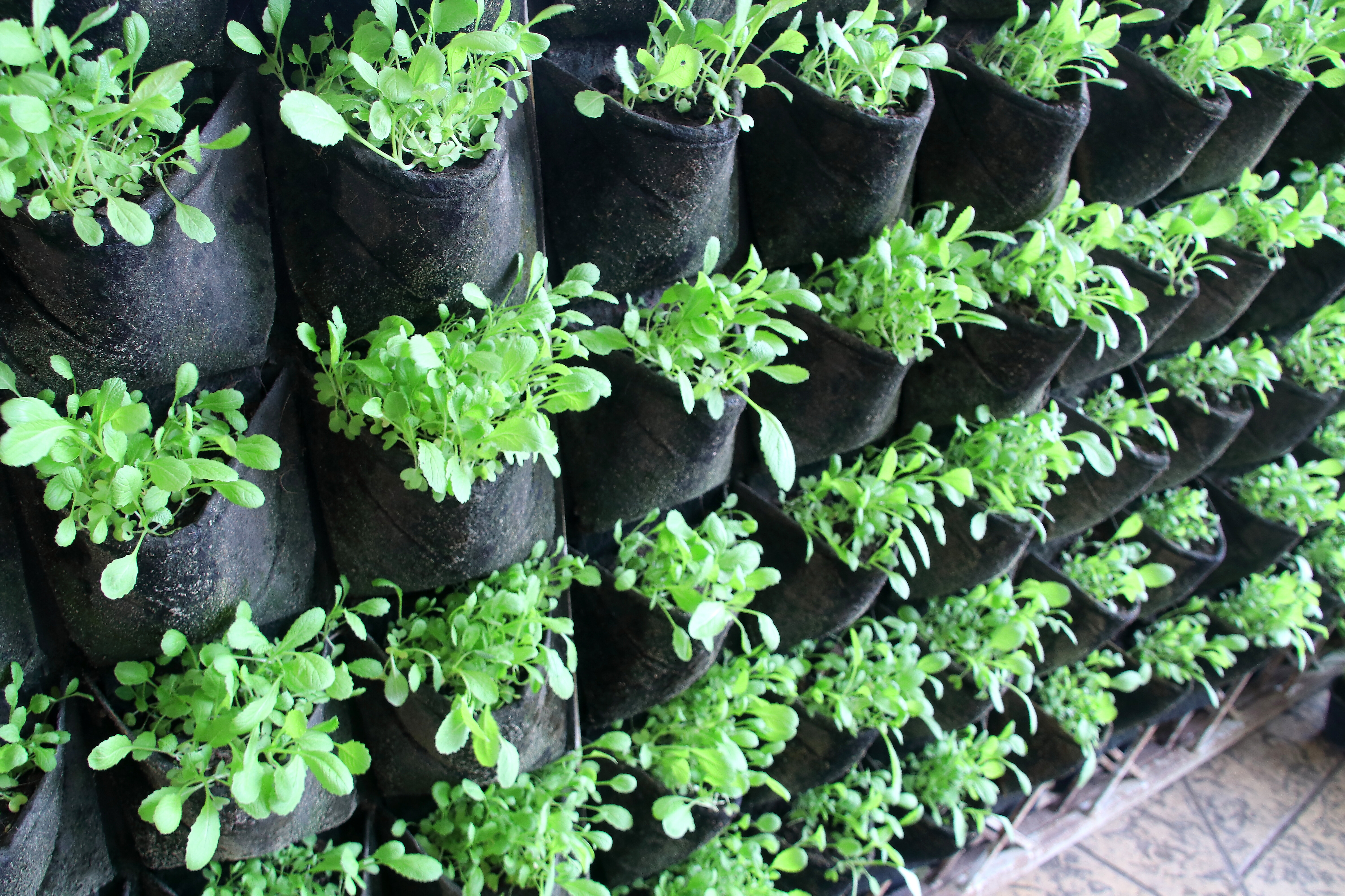 Plantes posées dans des sacs à plantes en feutrine polyamide en vue de créer un jardin vertical