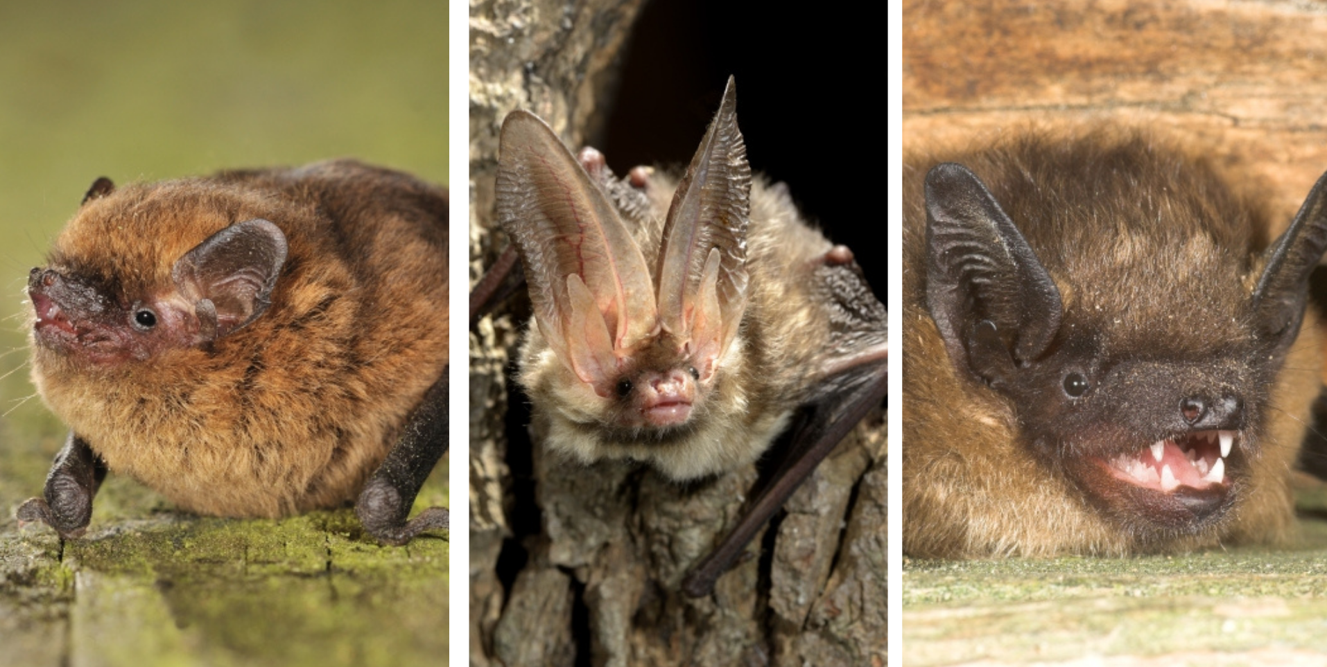 A gauche : pipistrelle commune, au milieu : oreillard roux, à droite : sérotine commune