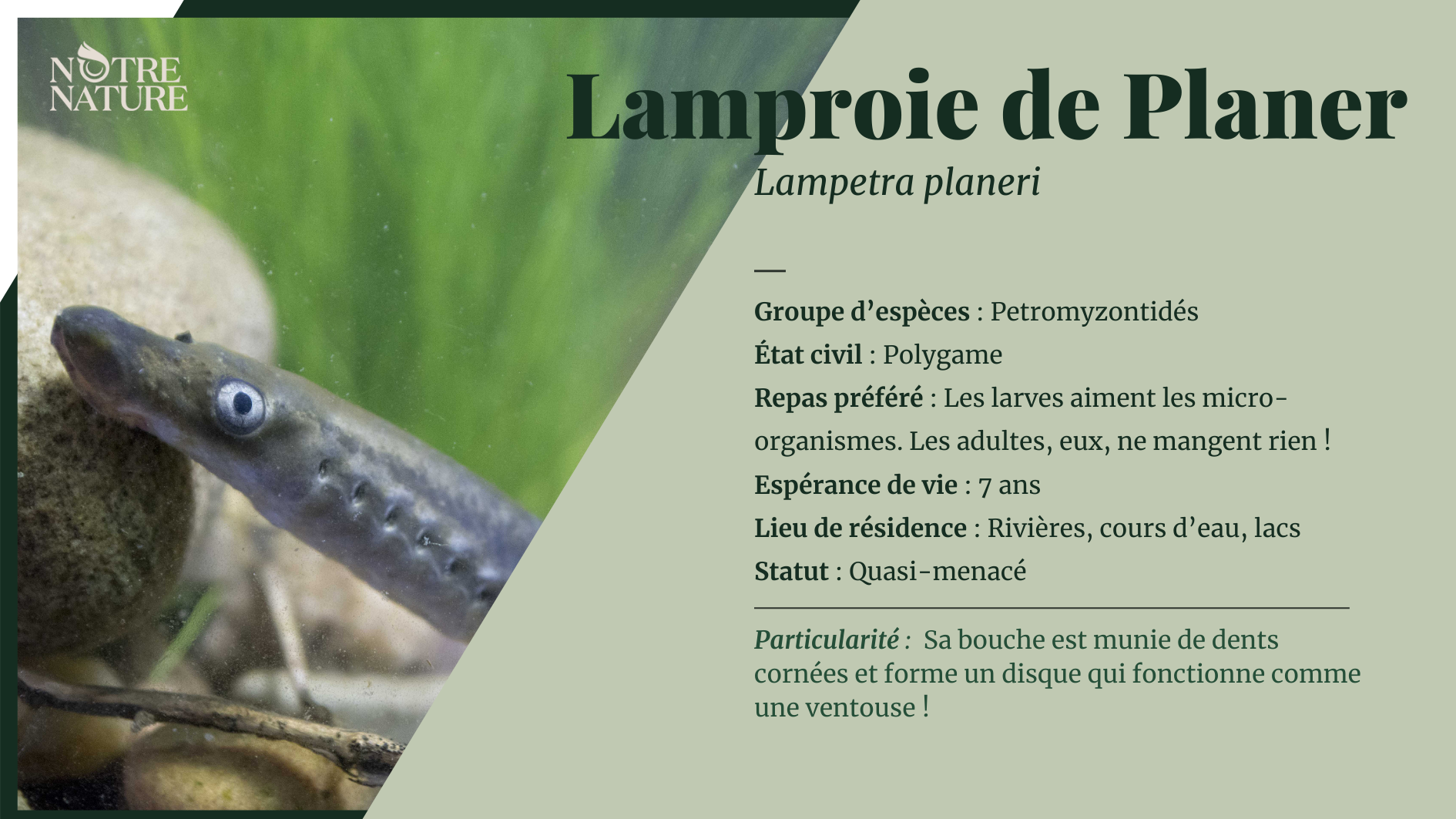 Tout sur la lamproie