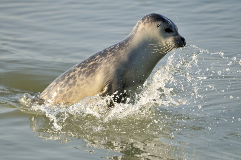 Zeehond springt op uit het water