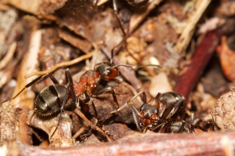 Fourmis rousses des bois