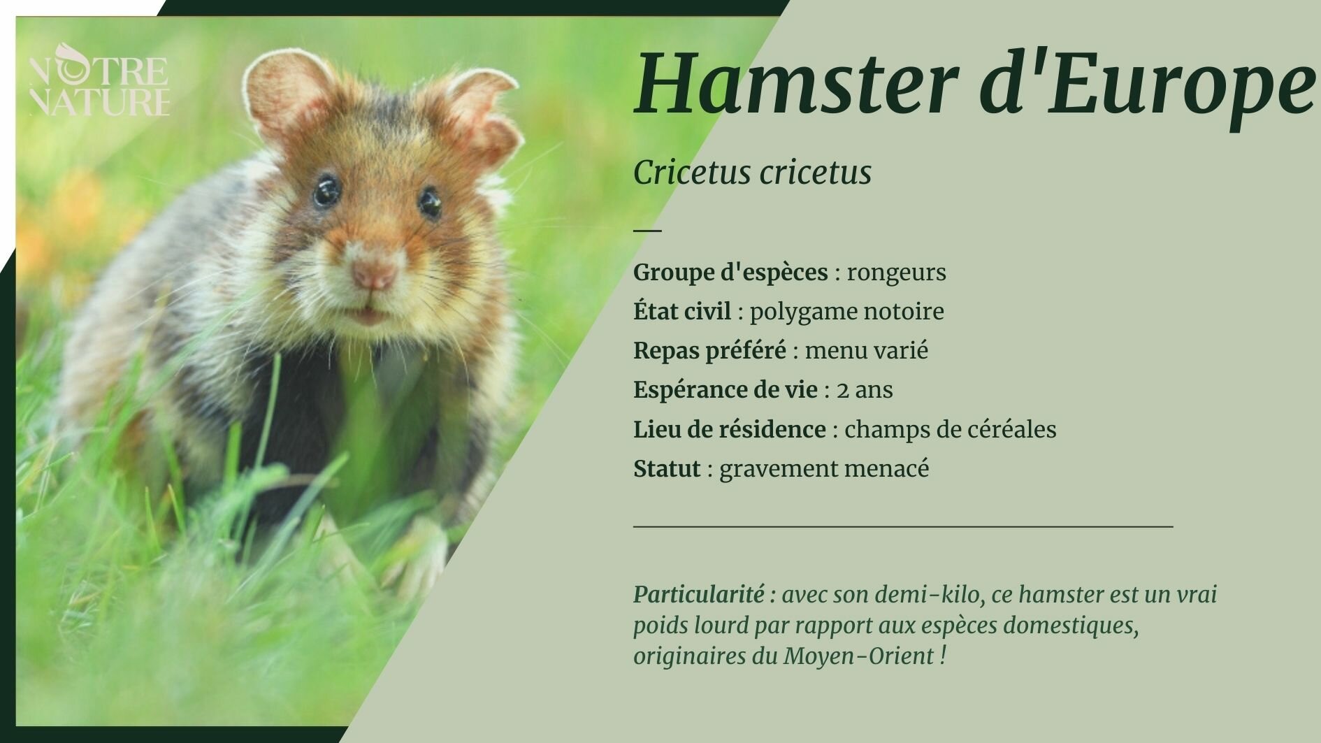 Tout sur le hamster d'Europe