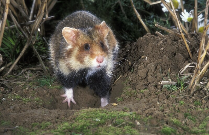 vilda-789-hamster-in-aktie-rollin-verlinde-800-px-54943.jpg