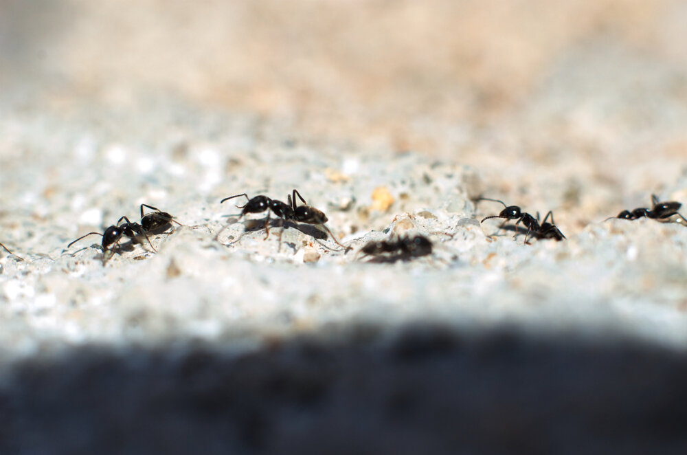 mieren-in-groep-op-een-rij-onze-natuur.jpg