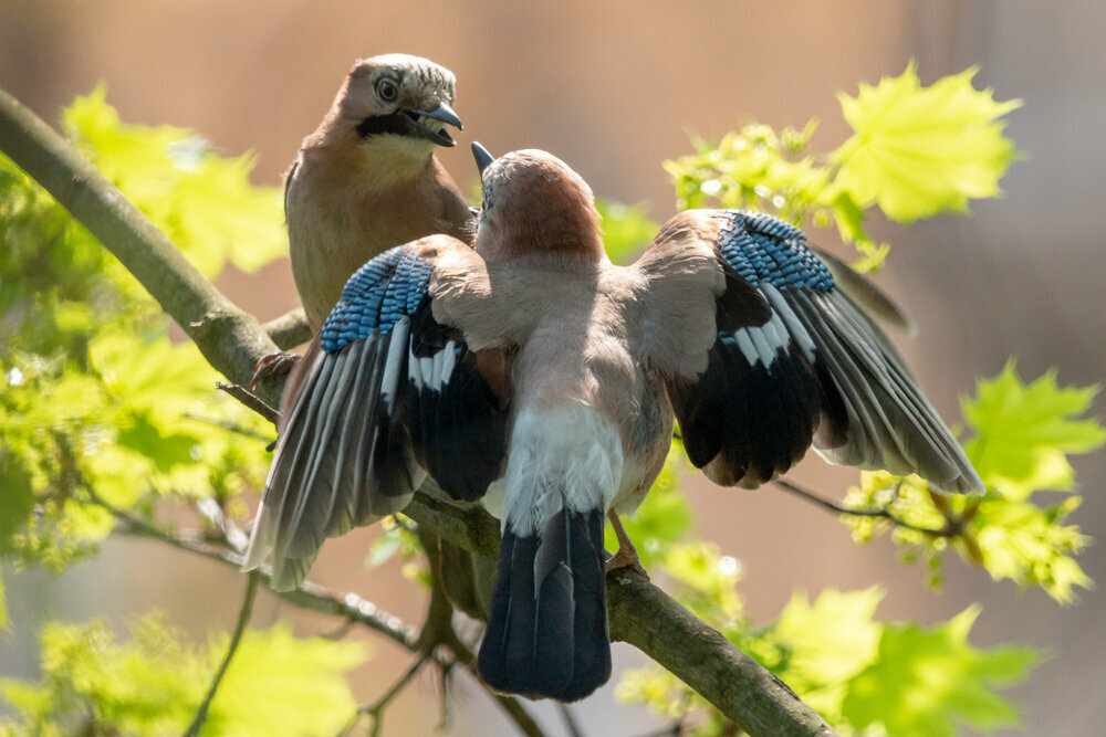 gaai-onze-natuur.jpeg