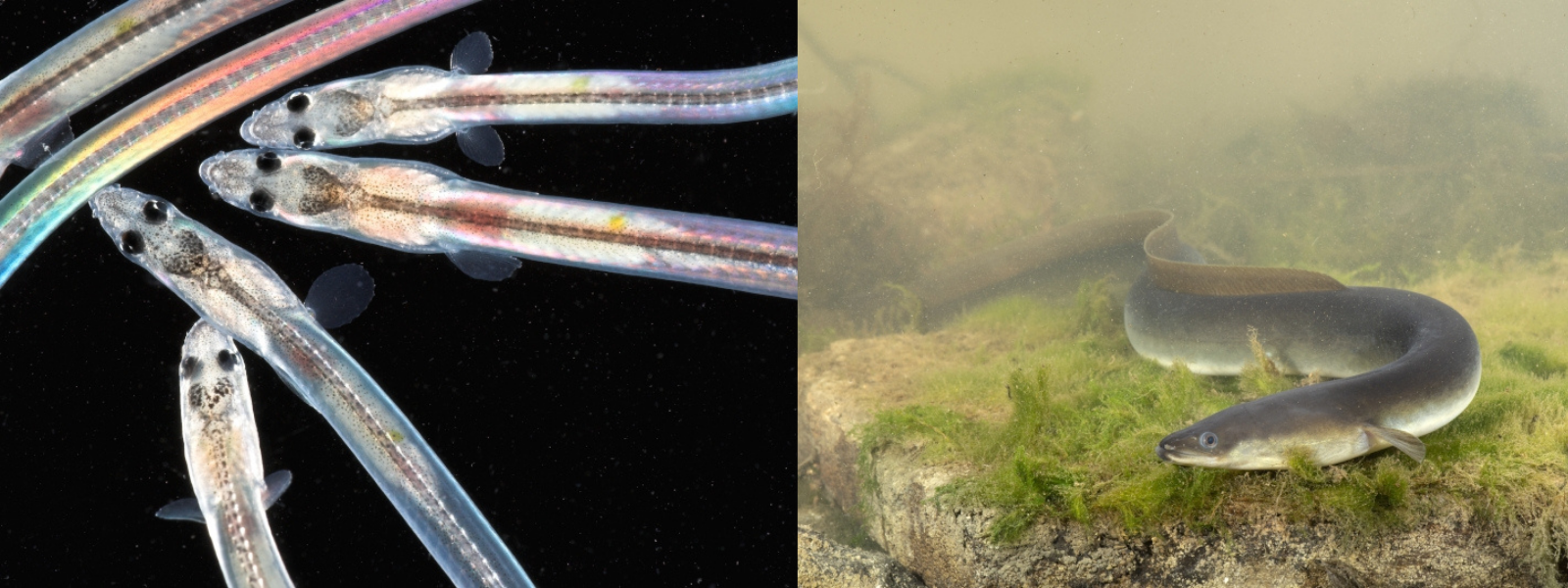 À gauche : civelles, à droite : anguille d'Europe
