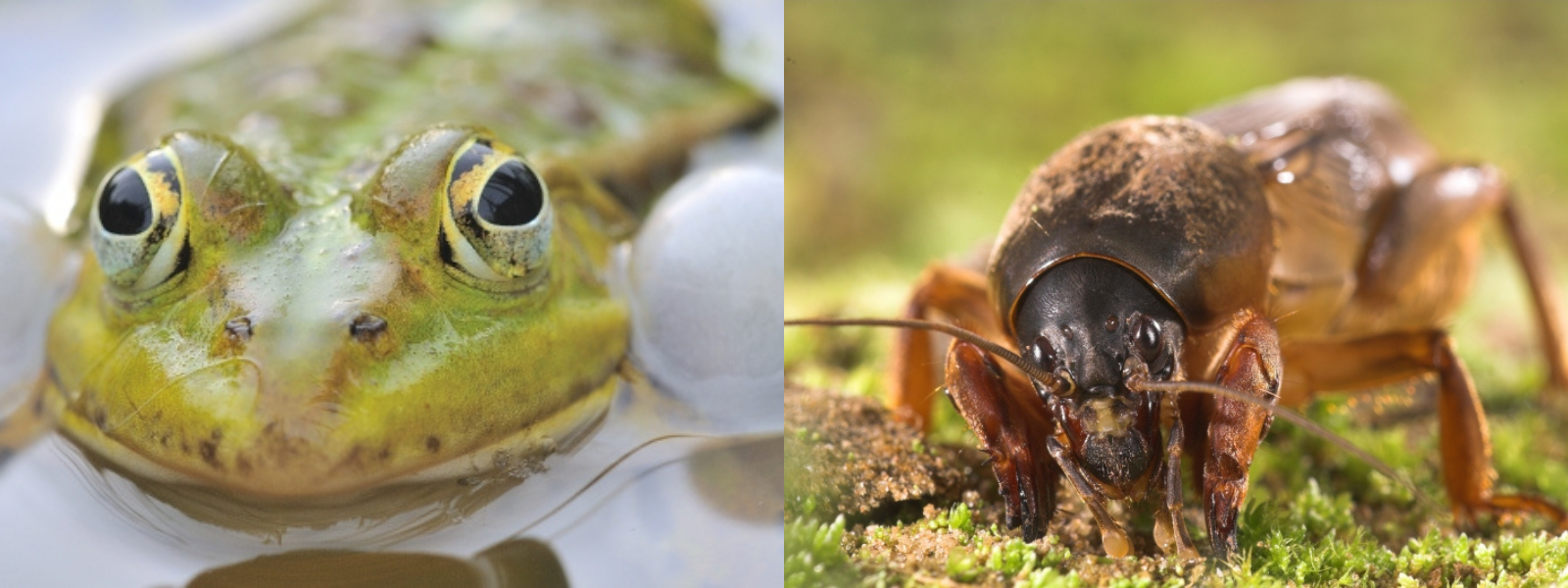 À grauche : une grenouille verte qui coasse, à droite : une courtilière