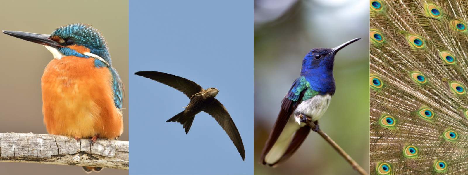 De gauche à droite : martin-pêcheur, martinet, colibri jacobin et plumes de paon